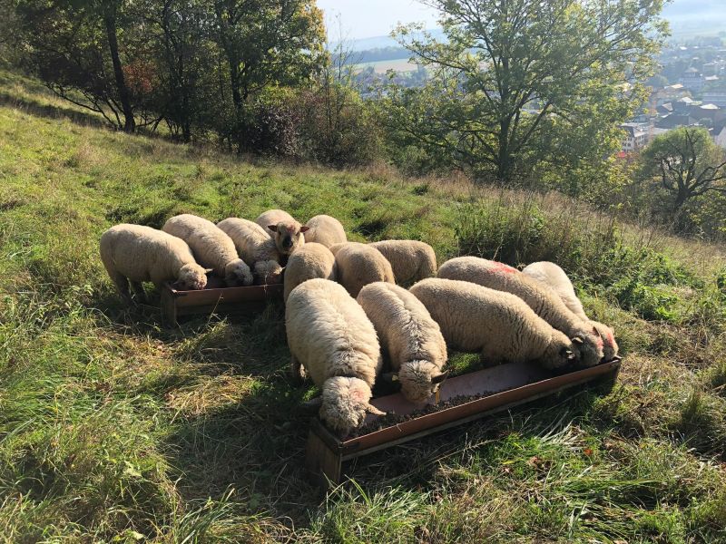 Mit den Schafen in den Frühling: Kommst du mit?